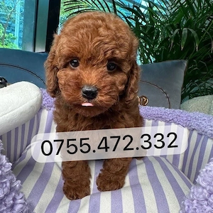 Pui Pudel Toy - Mini   de vanzare! disponibili acum, superbi, gata de plecare! - imagine 3