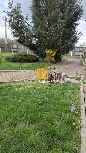 Casă de vacanță langă padurea TRIVALE - imagine 6