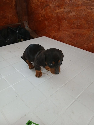 Fetite teckel vaccinate - imagine 2