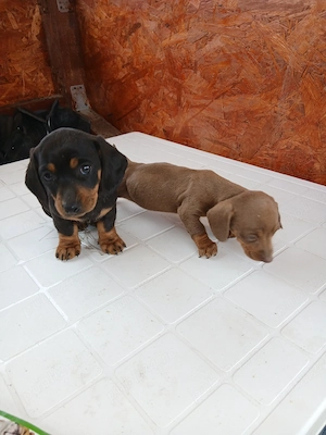 Fetite teckel vaccinate - imagine 4