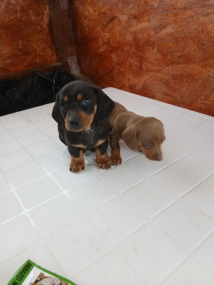 Fetite teckel vaccinate - imagine 3