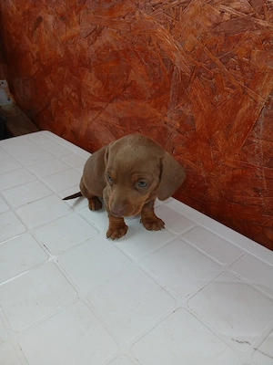 Fetite teckel vaccinate - imagine 5