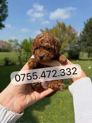 Pui Pudel Toy - Mini roscati red de calitate de vanzare  selecție deosebită, disponibili acum - imagine 2