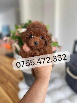 Pudel Mini adorabili de vanzare. Culoare roscat-red. Livrare! - imagine 2