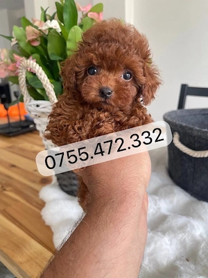 Pudel Mini adorabili de vanzare. Culoare roscat-red. Livrare!