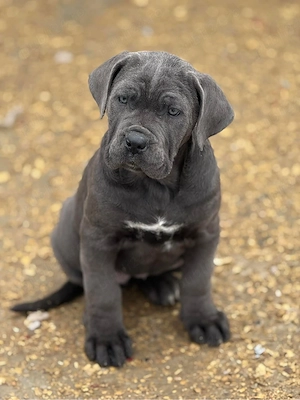 Cane corso blue  - imagine 2