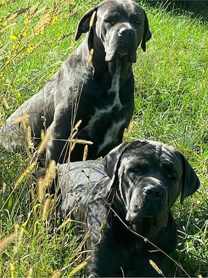 Cane corso blue  - imagine 5