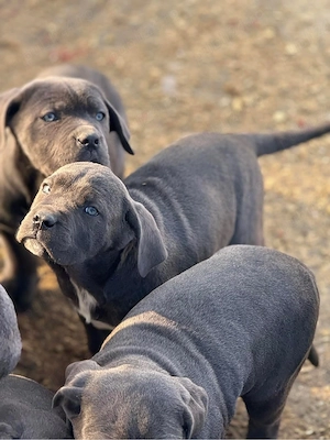 Cane corso blue  - imagine 4