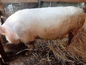 vand porc marele alb 120-140 kg