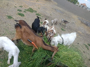 Vand capre Anglo-Nubiene  - imagine 4