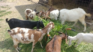 Vand capre Anglo-Nubiene  - imagine 3