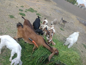 Vand capre Anglo-Nubiene  - imagine 5