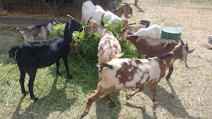 Vand capre Anglo-Nubiene  - imagine 2