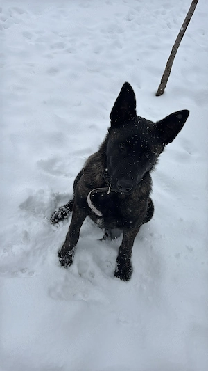 Femelă Ciobănesc Belgian Malinois - imagine 3
