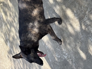 Femelă Ciobănesc Belgian Malinois - imagine 4