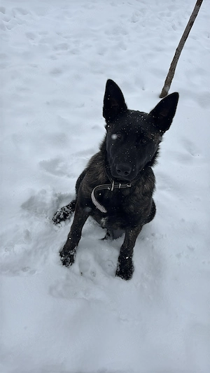 Femelă Ciobănesc Belgian Malinois - imagine 2