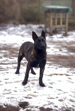 Femelă Ciobănesc Belgian Malinois