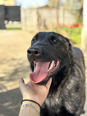 Femelă Ciobănesc Belgian Malinois - imagine 5