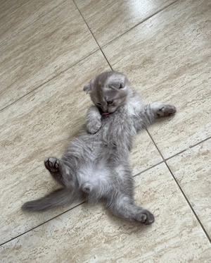 pui scottish , baiat - imagine 5