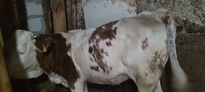 Vând vițea, juninca. - imagine 2