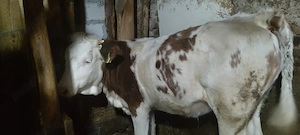 Vând vițea, juninca. - imagine 4