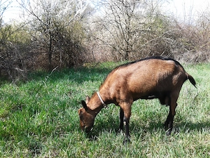 Capra Alpina Franceza  - imagine 2