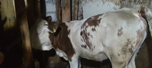 Vând vițea, juninca. - imagine 3