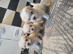 Cadoul perfect. - imagine 3