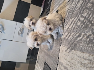 Cadoul perfect. - imagine 2