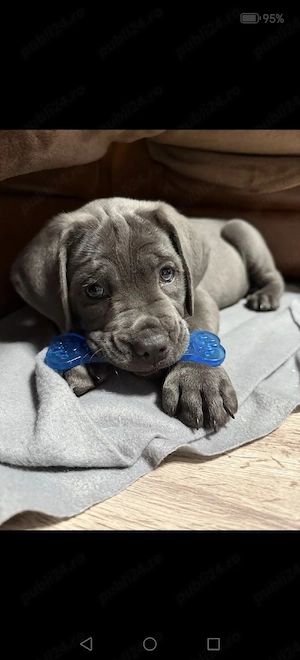 cane corso Achr fci top