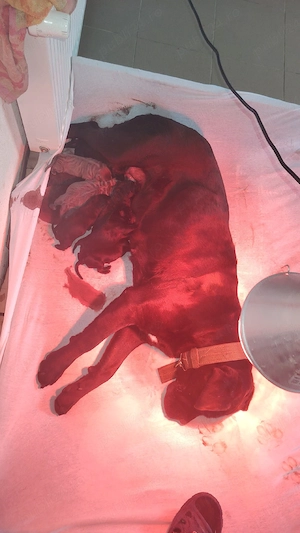 cane corso Achr fci top - imagine 4