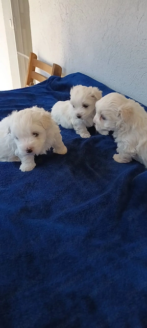 De vânzare bisoni maltezi fetite - imagine 4