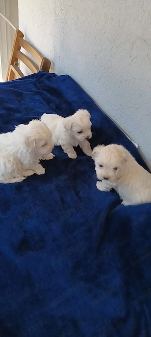 De vânzare bisoni maltezi fetite - imagine 2