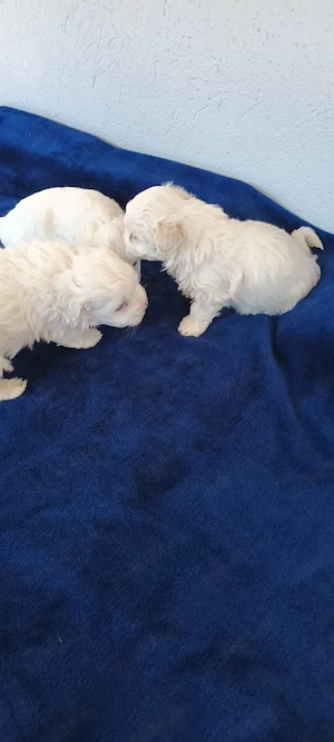 De vânzare bisoni maltezi fetite - imagine 3