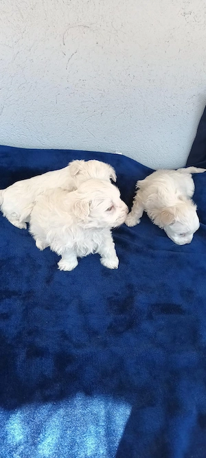 De vânzare bisoni maltezi fetite - imagine 5