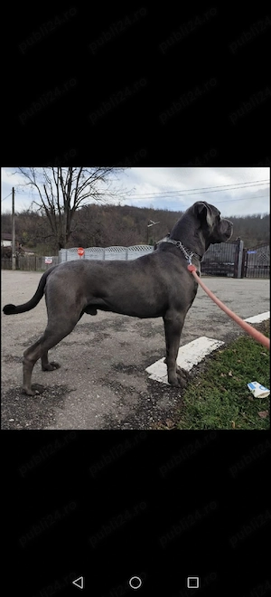 cane corso Achr fci top - imagine 2