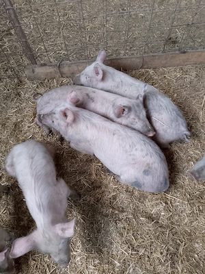 Vînd scrofițe 25-35 kg