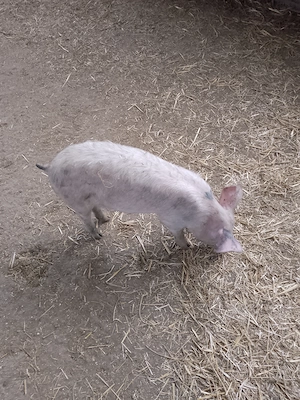 Vînd scrofițe 25-35 kg - imagine 3