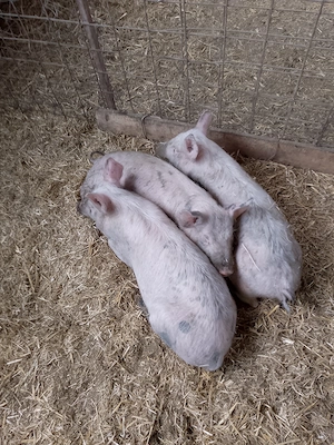 Vînd scrofițe 25-35 kg - imagine 2