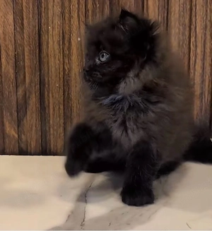 British Longhair 