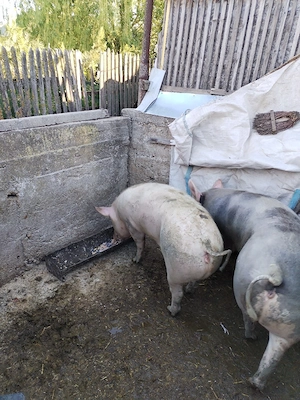 Schimbă domeniul  - imagine 3