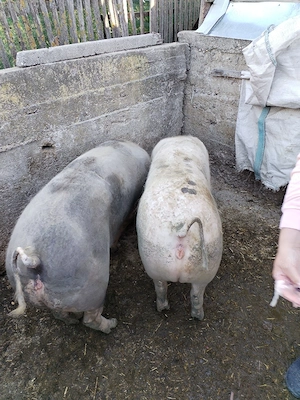 Schimbă domeniul  - imagine 2