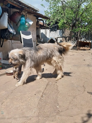 vând caine ciobănesc barac