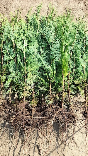 Tundem buruieni lăstăriș defrișări ierbicidăm săpăm  - imagine 4