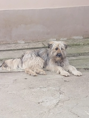 vând caine ciobănesc barac - imagine 2