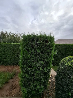 Tundem buruieni lăstăriș defrișări ierbicidăm săpăm  - imagine 3