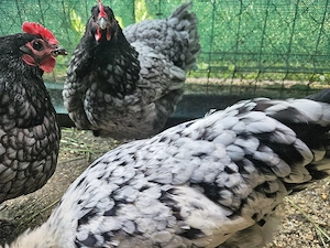 Gaini ouatoare tinere Australorp - imagine 3