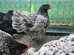 Gaini ouatoare tinere Australorp