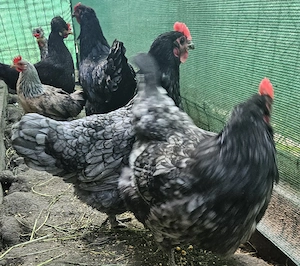 Gaini ouatoare tinere Australorp - imagine 5