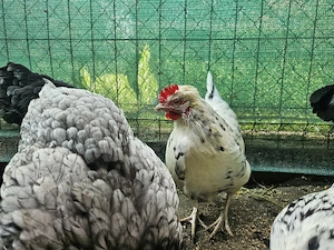 Gaini ouatoare tinere Australorp - imagine 2